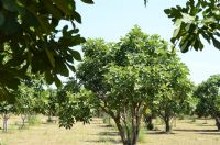 germencik belediyesi incir ağacı